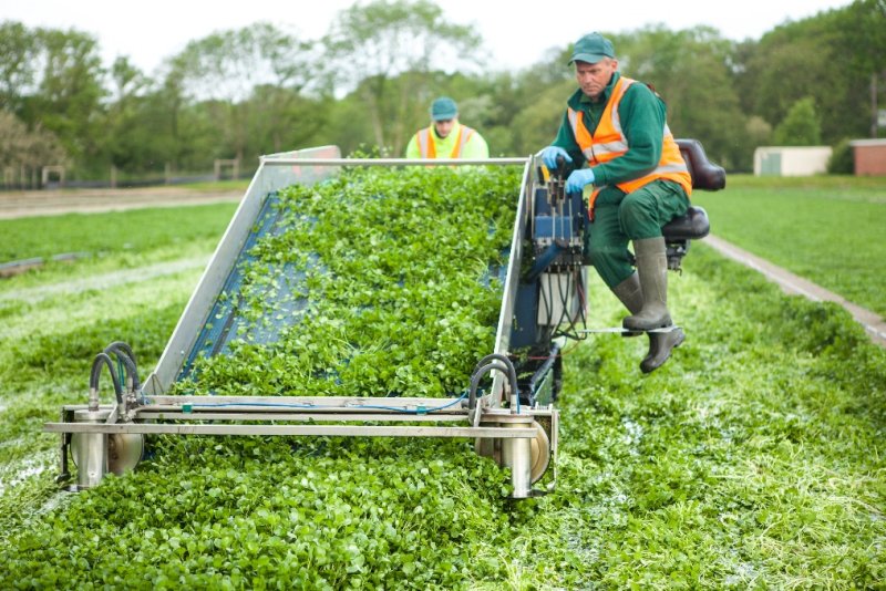 The grower is anticipating 600 tonnes of the crop between now and late October