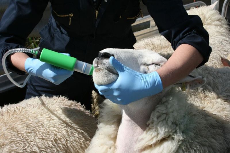 Worm risk in sheep could spike within a week after the rain, livestock experts have warned farmers
