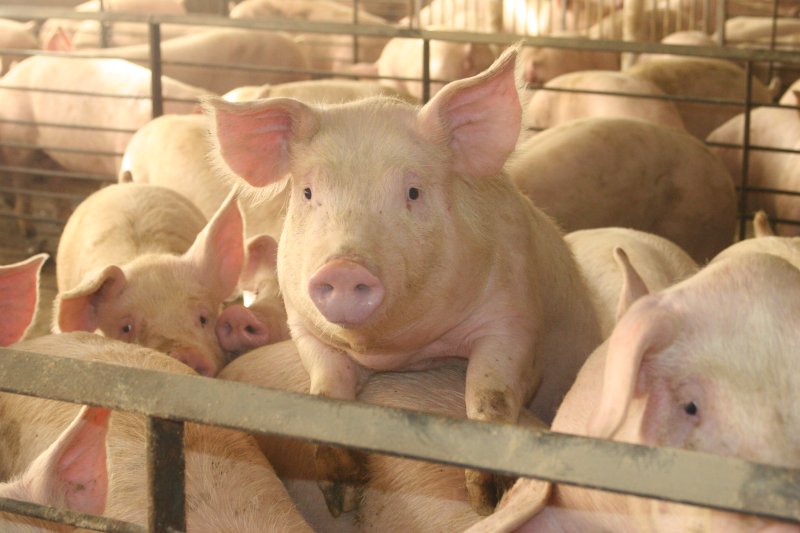 Heat stress can have a significant impact on all ages of pigs with research showing that pigs start to show signs of heat stress from as low as 17-180C