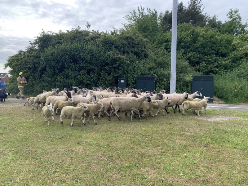 The road was partially closed for up to an hour to allow the sheep to be herded into a nearby field (Photo: Station manager Tony Walker/Twitter)