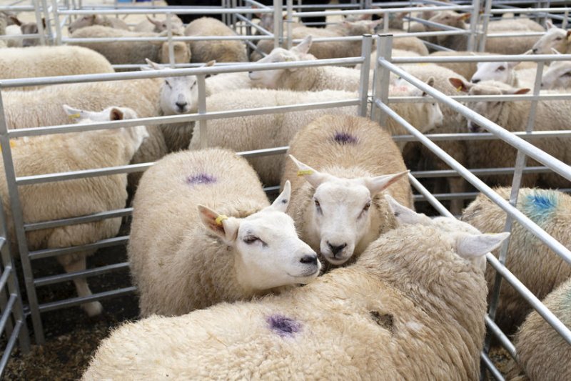 Prime sheep prices have been under seasonal pressure following demand during Ramadan