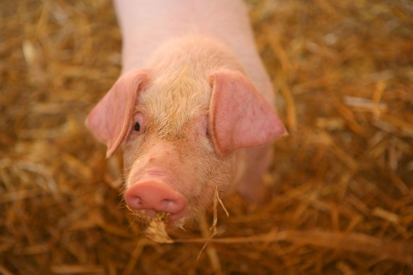 Police have raised fears over the health of the piglets following the theft (Stock photo)