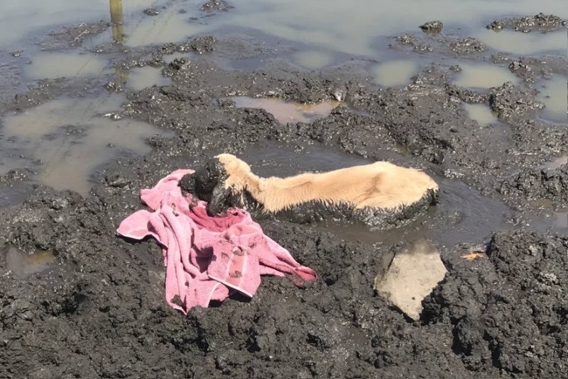 The calf, which ventured away from the farm, was at risk of drowning in the mud