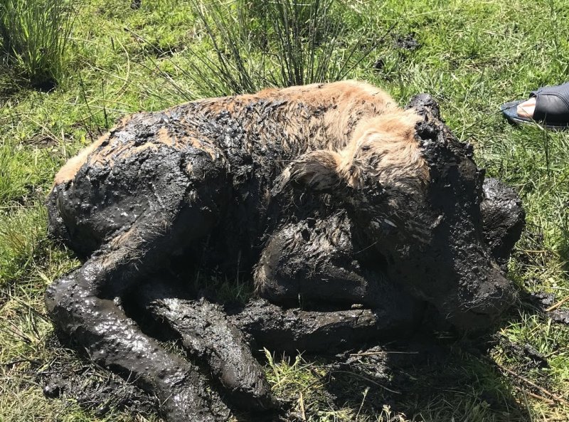 The rescued calf was later taken to the farm for a 'bath and a bottle of milk'