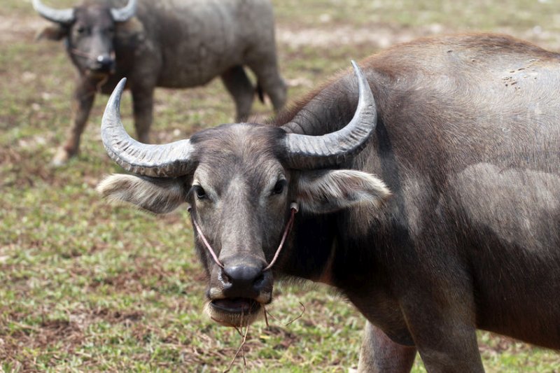 Peter Jump, 19, went to help his father Ralph who was being attacked by a water buffalo, the inquest into their deaths heard