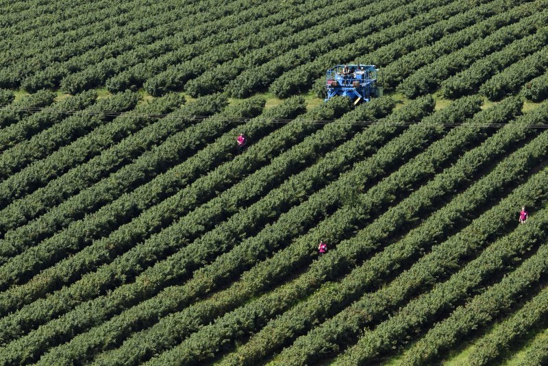 Lucozade Ribena Suntory has invested half a million pounds with James Hutton Institute to breed climate change resilient blackcurrants