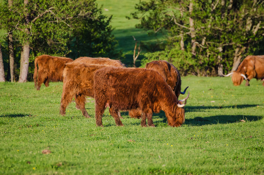 New data shows that previous estimates of the climate impact of cattle grazing are overestimated