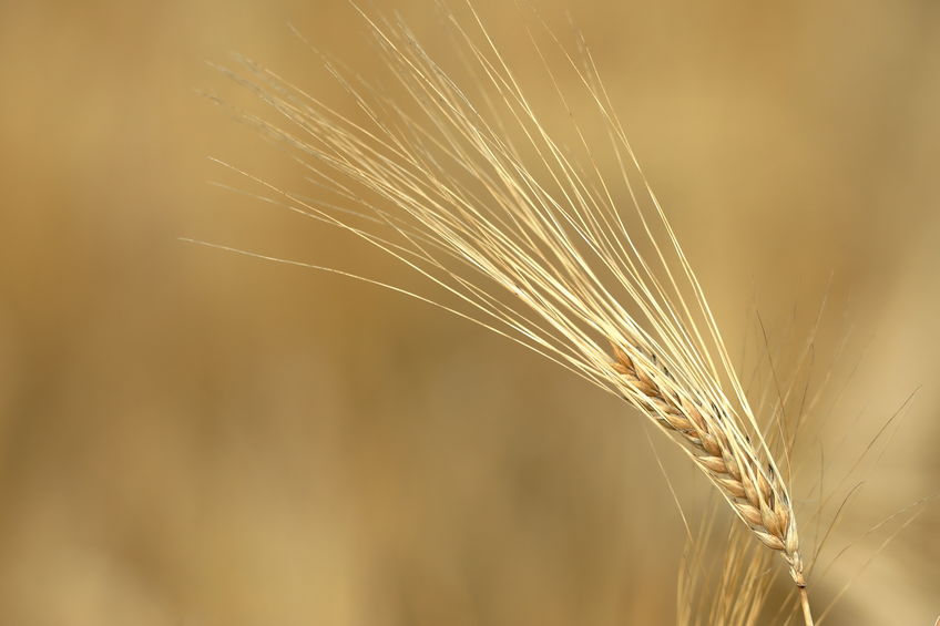 The sharp drop in barley usage was driven by the fall in demand into food service due to the Covid-19 lockdown, AHDB said