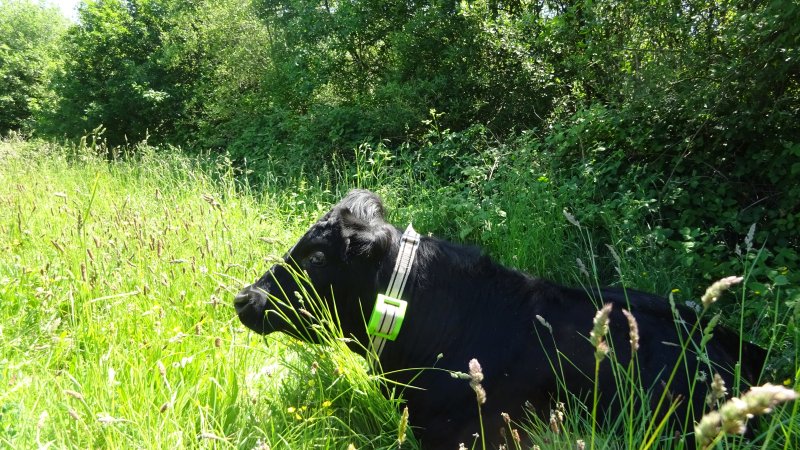 Dexters are often chosen as a conservation grazing breed as they are small but hardy mountain cattle, used to living on steep slopes and being outside in all weather