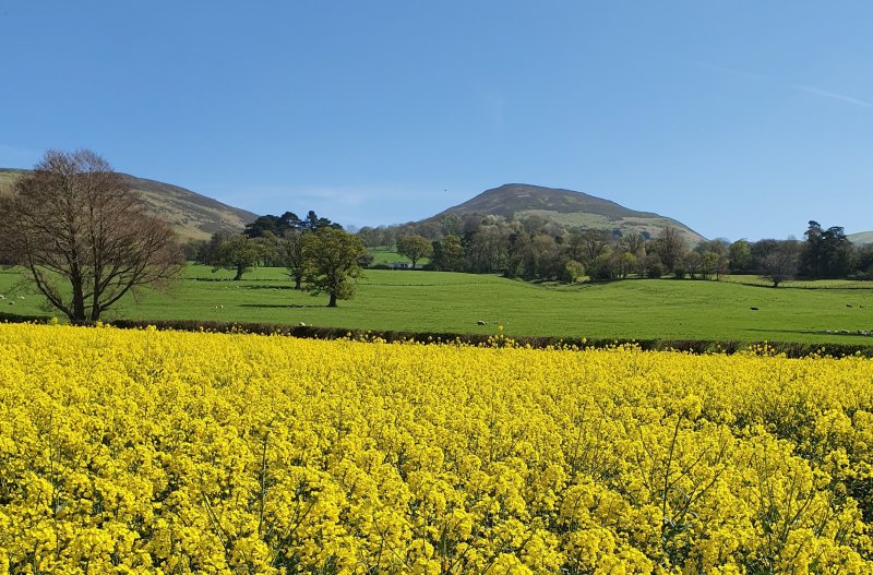 The first semi-dwarf variety to make AHDB's Descriptive List could thrive in a farmers' early planting slot