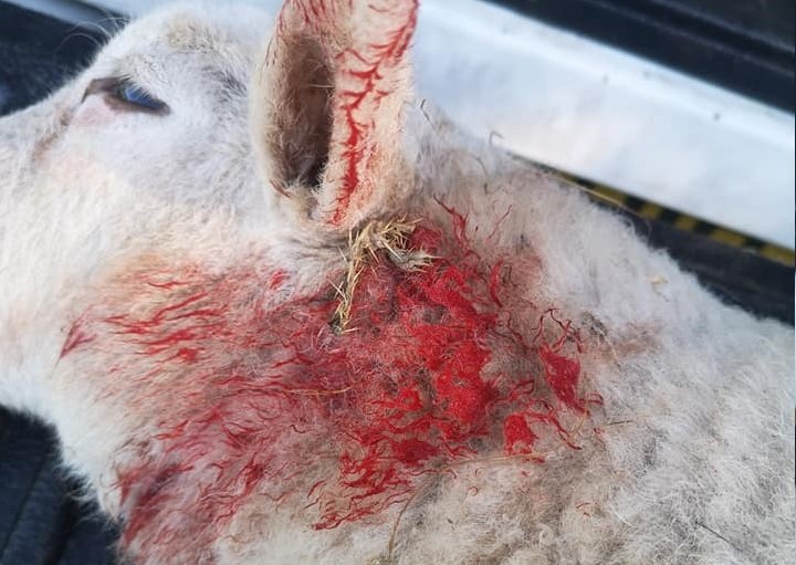 The latest livestock worrying incident is the fourth in the space of two months (Photo: James Bourne/Facebook)
