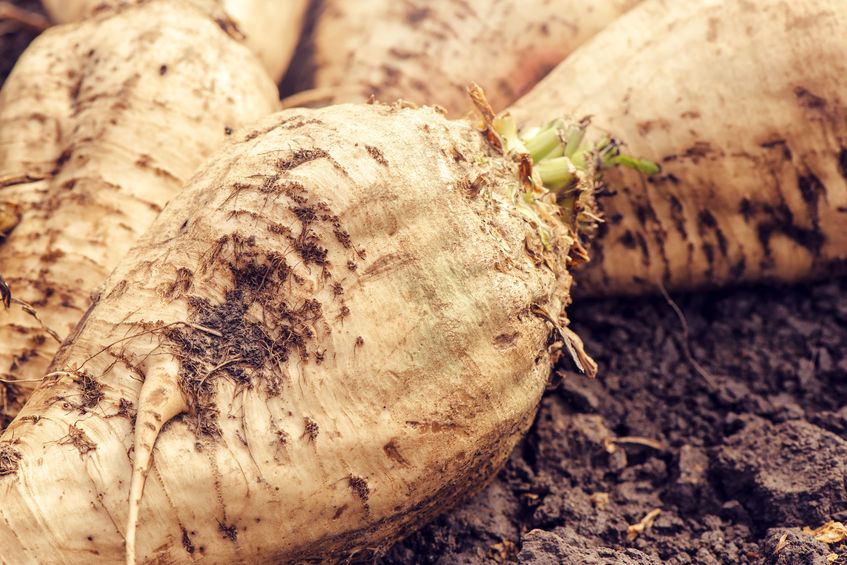 British Sugar has predicted a reduction in sugar beet crop harvested compared to last year