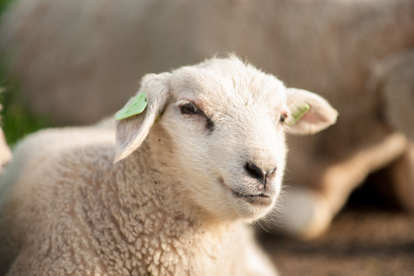Police are investigating after dogs attacked sheep last month in South Gloucestershire