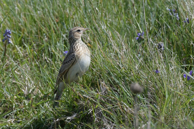 The results show increases in the numbers of breeding pairs of rare farmland birds, including skylarks (Photo: Nick Upton & NT Images)