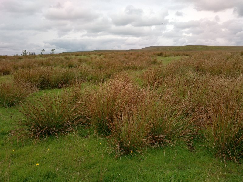 The spread of rushes in upland farmland is of growing importance because it has the potential to reduce the productivity of land for farmers