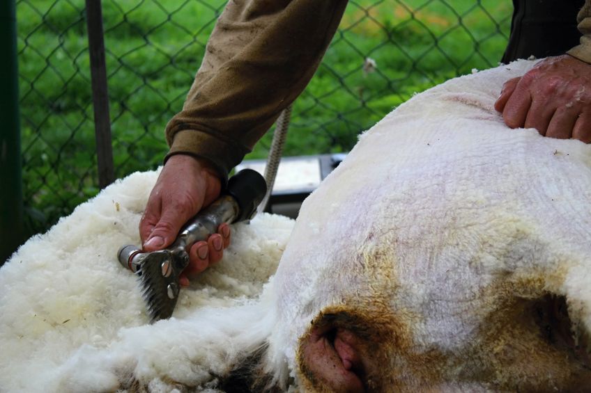 The sheep wool sector has been severely impacted by the Covid-19 crisis