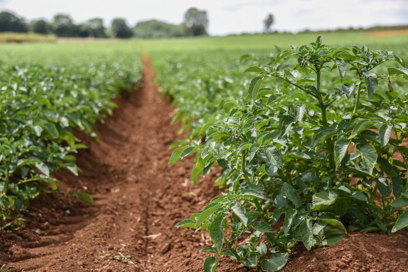 Changing weather pattern has put UK potato growers on high alert for blight