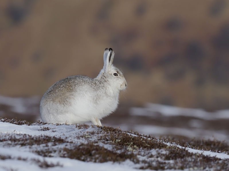 Scottish land managers said the control of mountain hares helped combat tick and Lyme disease