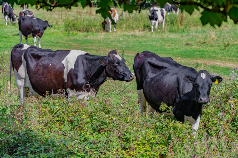 The government has chosen to calculate the fund's eligibility by using milk price pence per litre drop only, instead of lost income