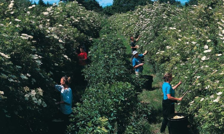 Belvoir Fruit Farms estimated it needed up to 20 tonnes of picked elderflowers during June to last until the 2021 harvest