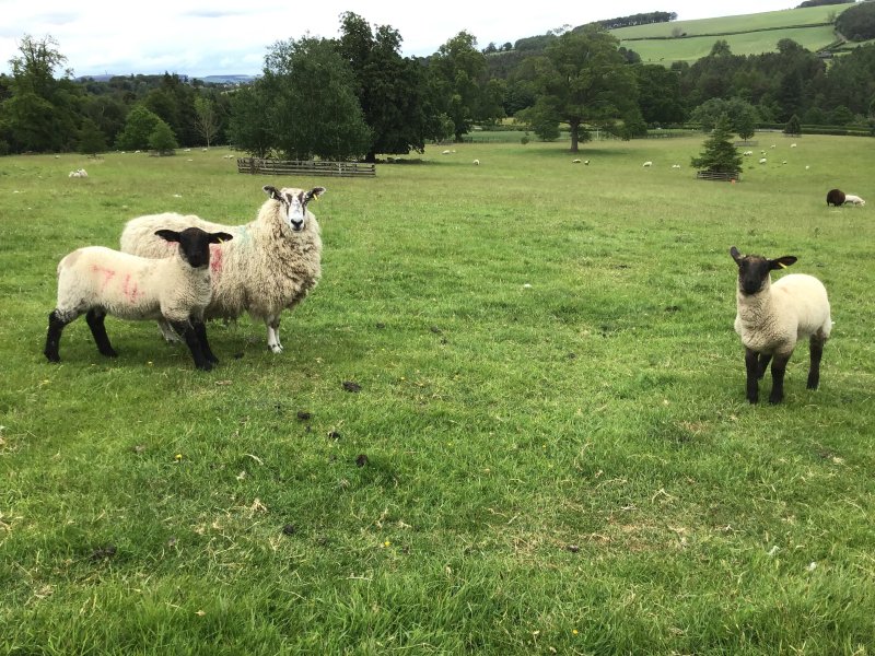 Galbraith said the farm represents an opportunity to buy a property which forms a livestock farm or equestrian property