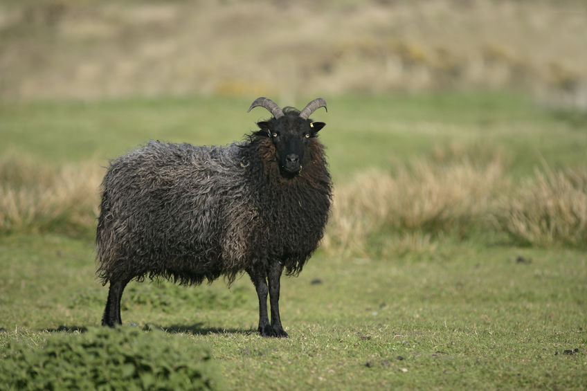 Around three-quarters of Scottish farmers have a negative view of the industry post-Brexit