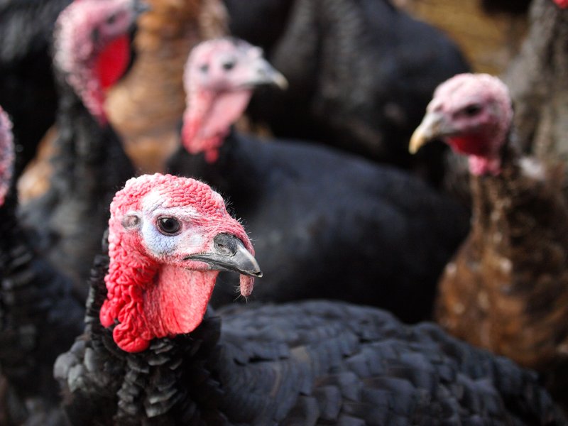 Reared for 20 weeks of age or more, producers have been told that it is important to ensure turkeys receive the optimum levels of nutrition throughout the different growth stages