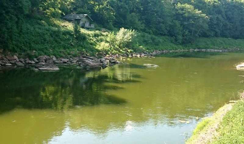 Wales's environment agency said low river levels and hot weather turned the River Wye green, not nearby poultry farms (Photo: Usk and Wye Foundation)