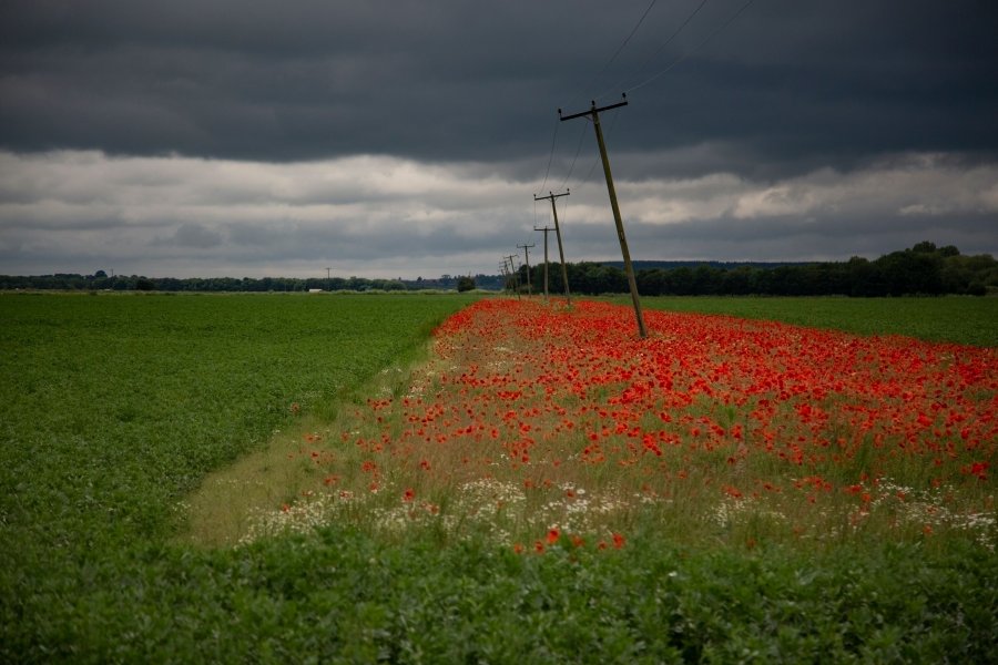 Farmers have been working to increase farmland pollinators as part of the national Nature Recovery Network