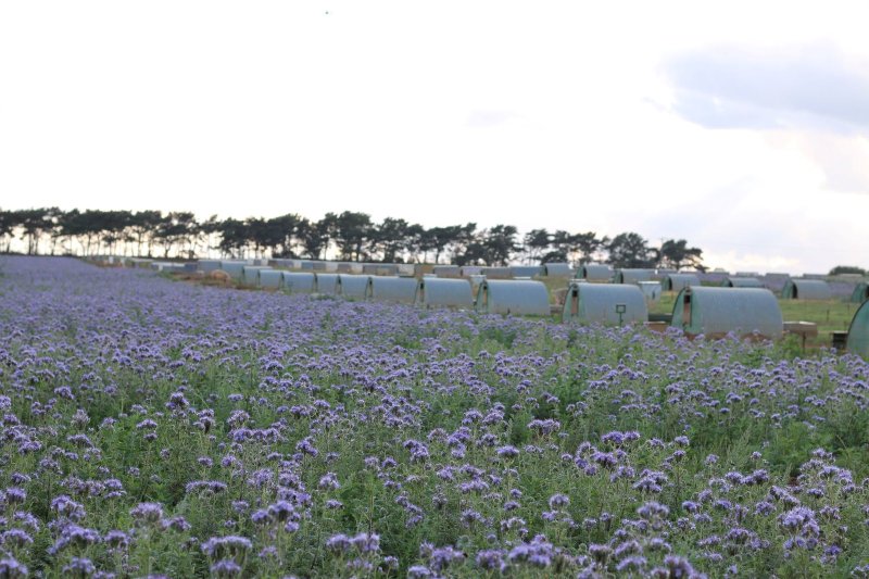 Two Suffolk farmers have handed over half their land to a pollinator project