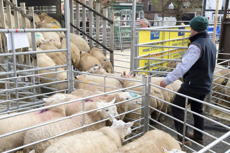 Livestock markets have asked for 'continued understanding' from farmers as vendor restrictions relax