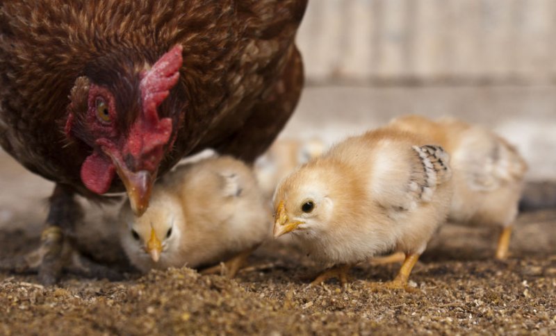 Acoustic data from chickens could be used to identify welfare problems at an early stage