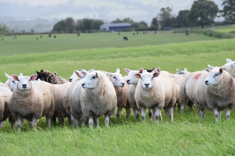 The survey wants to gain a better understanding of current sheep industry attitudes to genetic improvement programmes and performance recording