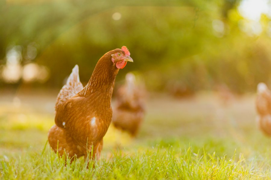 Eggs are collected from a collection of six farms where the hens are free to forage amongst fruit trees and wildflowers