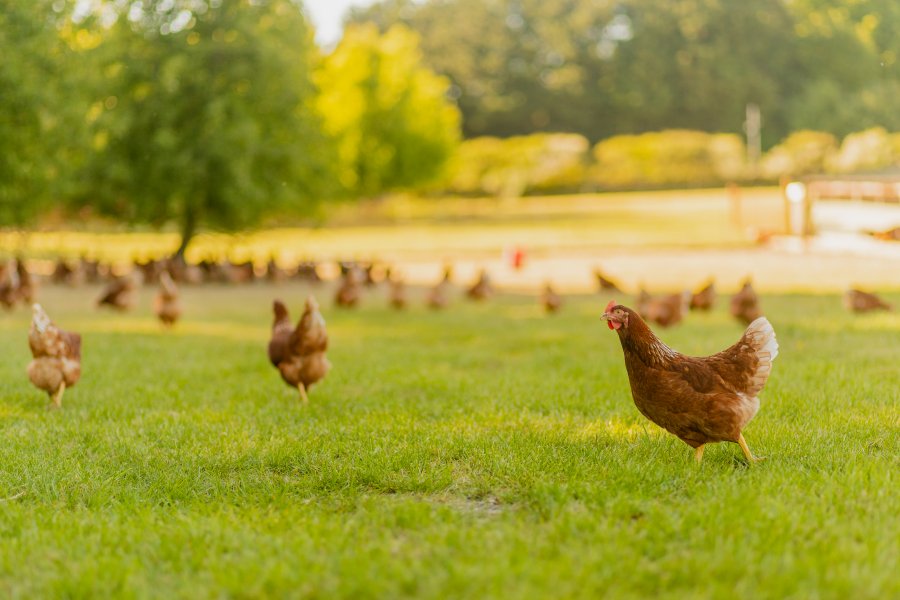Feed is sourced from Purely Organic's own singular organic mill ensuring full traceability