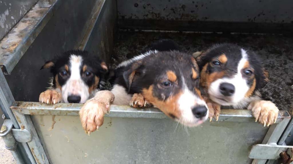 The farmer found six border collie puppies in a 'poor state' (Photo: Carwyn Thomas/Facebook)