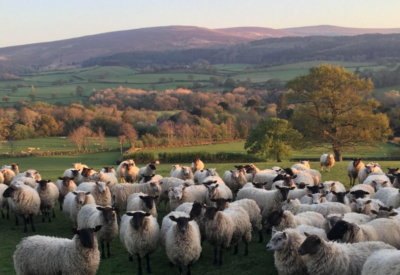 The public can now get a taste of Exmoor at home by buying grass-fed lamb direct from some of the area's farmers