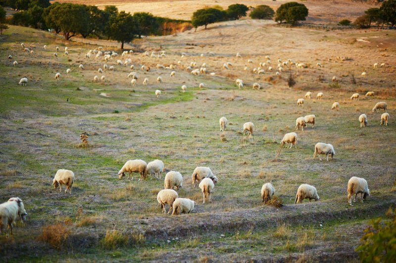 Sheep on pasture in Sardinia. Italy was one of the first countries to be affected by the pandemic, with the survey showing a drastic reduction in farmers' confidence