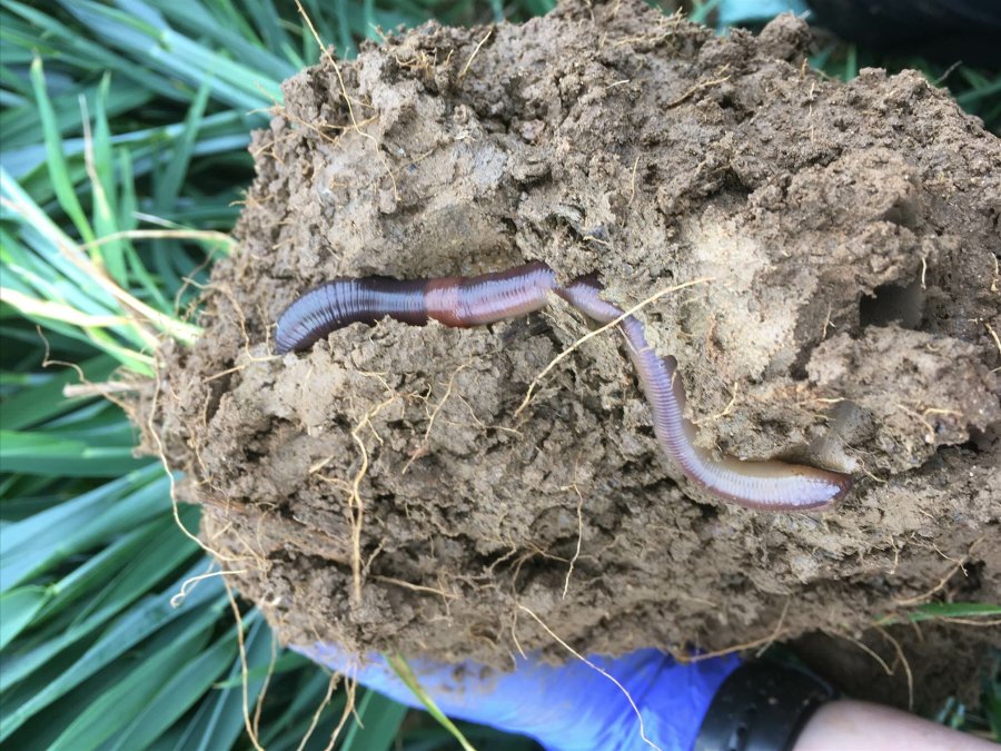 Research has shown deeper rooting earthworms can provide multiple benefits to crops (Photo: Rothamsted Research)