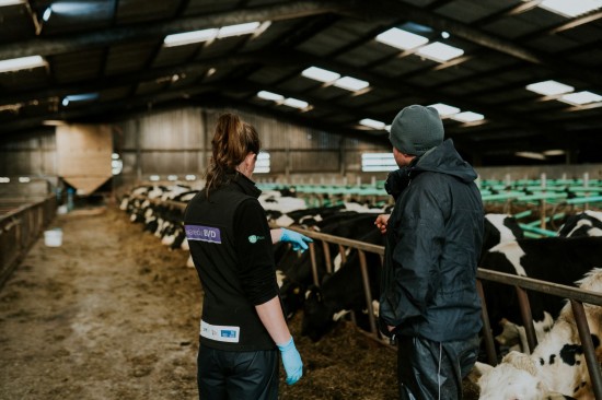 Since launching in 2017, the Gwaredu BVD has achieved successful results, with over 8,300 herds in Wales now part of the programme