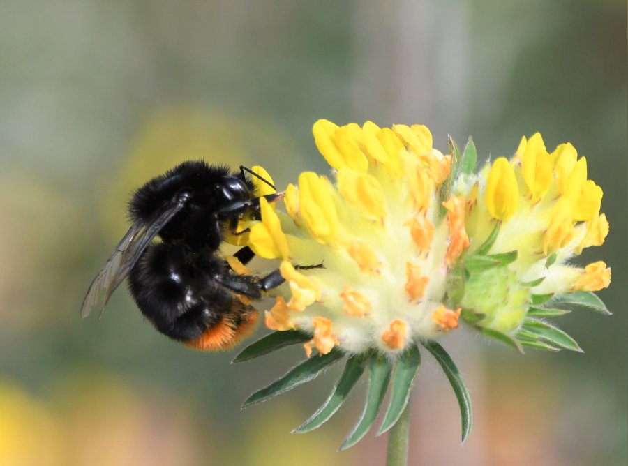 The money raised will now go towards helping farmers and landowners to restore pollinators