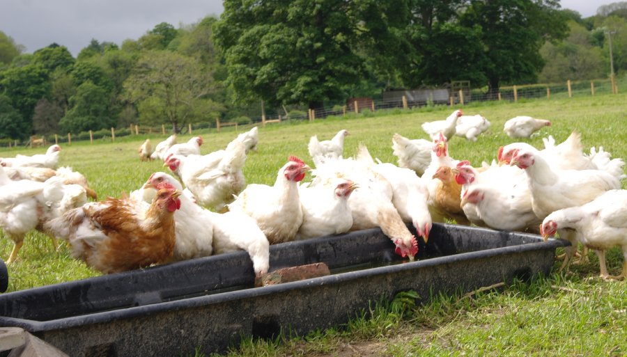 UK poultry retail sales increased by 27% during April 2020 compared to last year