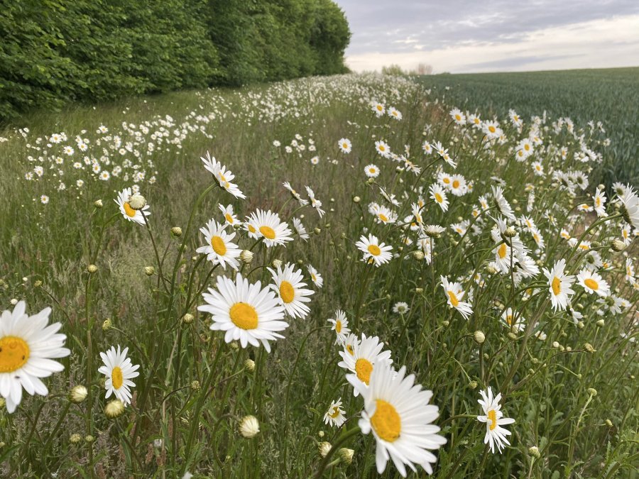 The House of Lords is being urged to accept an amendment that would deliver financial support to farmers that work with nature