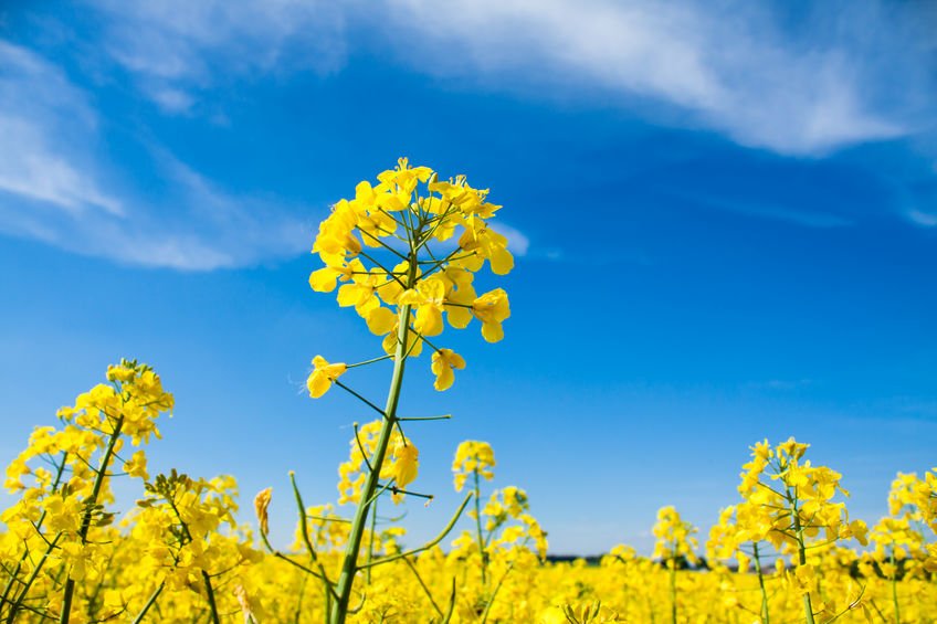 The 2020 harvest area for oilseed rape is the lowest recorded in England since 2002, the survey says