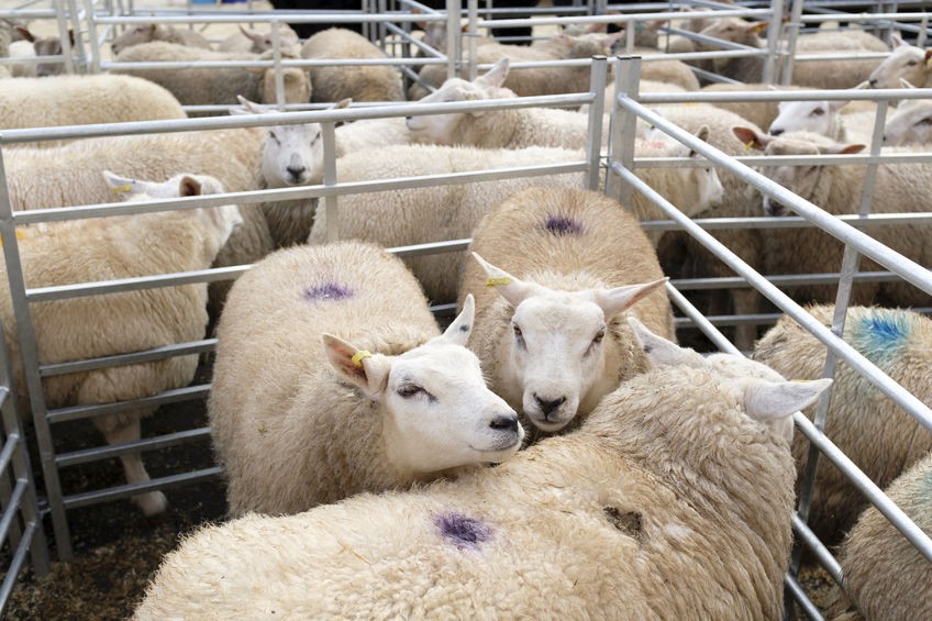 Livestock sales are set to resume at the Welsh livestock mart today