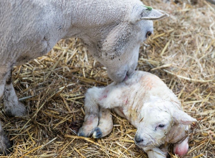 The disease costs the United Kingdom sheep sector up to £20 million per year