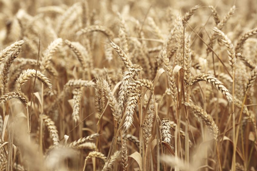 The system, developed by UK scientists, will give farmers more security without needing to wait until signs of spore damage appear on wheat