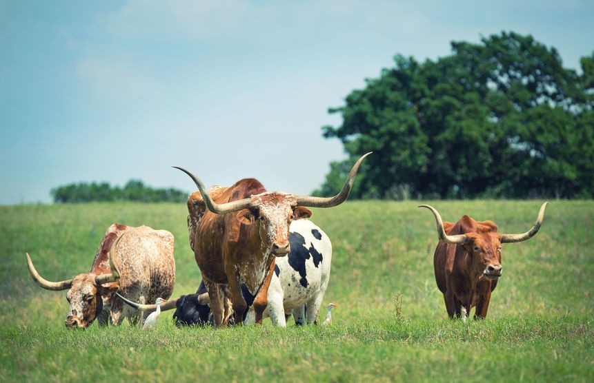The US beef sector has been hit hard by the impacts of Covid-19, Quality Meat Scotland (QMS) says