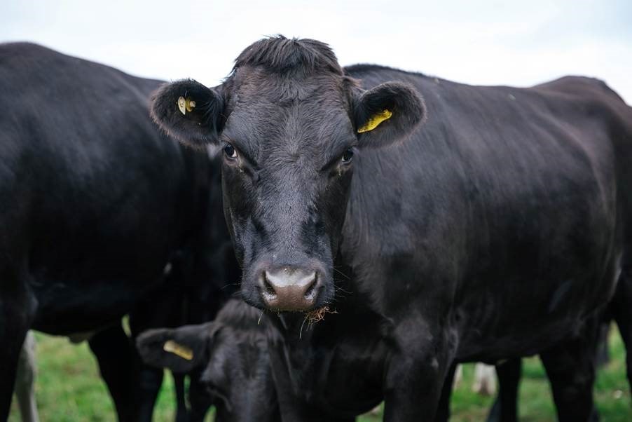 The scheme gives farmers the opportunity to breed beef while providing profit back to the farm