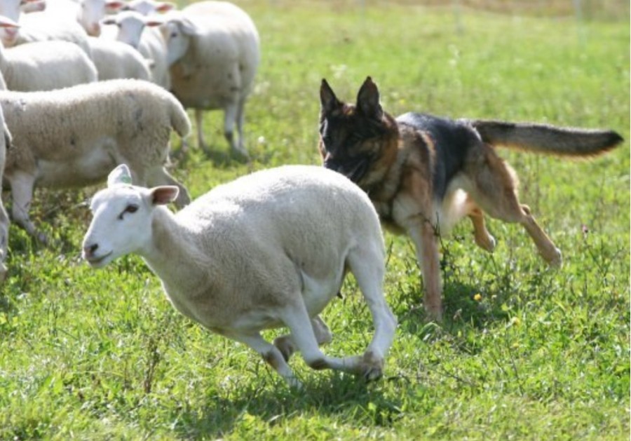 Livestock worrying remains a deep concern for farmers across the UK